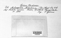 Melampsoridium betulinum image